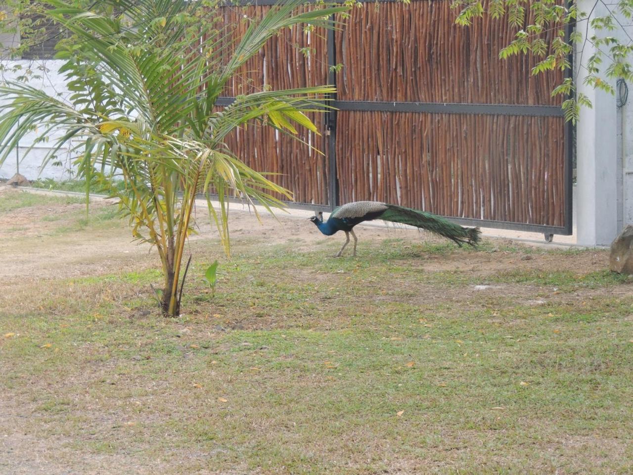 Ma Villa Unawatuna (Adults Only) מראה חיצוני תמונה